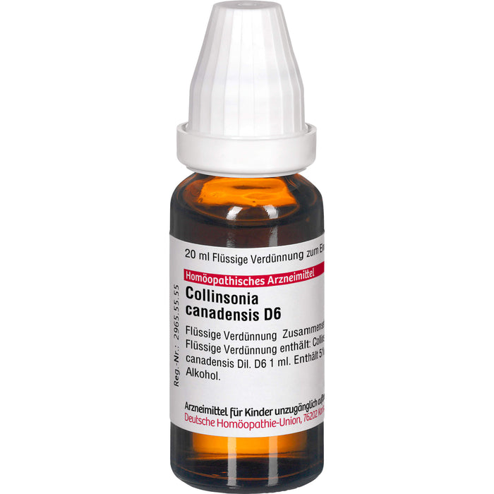 Collinsonia canadensis D6 DHU Dilution, 20 ml Lösung