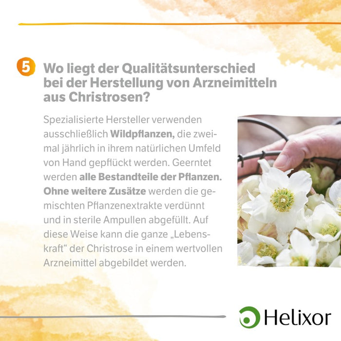 Helleborus niger D 4 aquos., 50 pc Ampoules